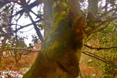 nilsasarbol