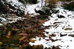 nilsassendero