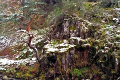 nilsasvistas