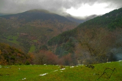 nilsasvistas3
